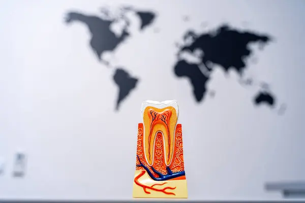 A Tooth Model with a World Map Background. A model of a tooth with a map of the world in the background