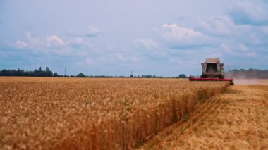Tarım Makineleri Teknolojisini Birleştir. Tarlada çalışan tahıl hasatçısı buğday ekini topluyor.