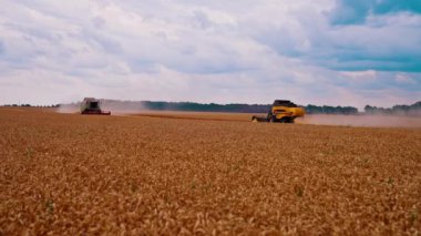 Tarlada çalışan hasatçı. Altın buğday tarlasında buğday bitkilerinin toplanması