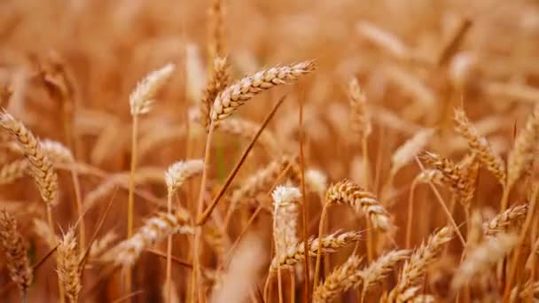 Вид Созревающее Пшеничное Поле Закрытие Заводов Желтой Пшеницы Поле — стоковое видео