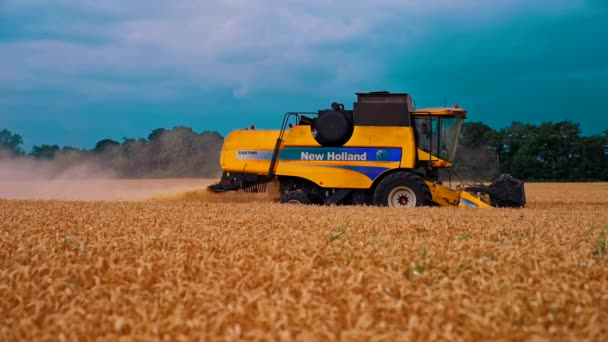 Erntehelfer Bei Der Ernte Von Weizen Erntemaschine Reitet Durch Feld — Stockvideo