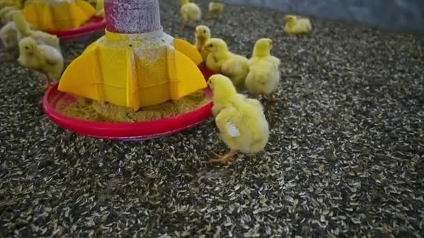 Csirkék Modern Farmon Modern Baromfitartó Gazdaságban Elfogyasztott Csirkék — Stock videók