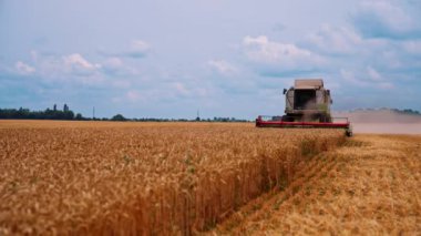 Ekin toplama mevsimi. Hasat, tarlalardan olgun mahsulleri toplama sürecidir.