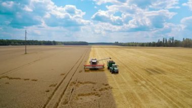 Hasat makinası olgunlaşmış buğday topluyor. Altın olgunlaşmış buğday tarlalarını toplayarak, traktöre tahıl dökerek.
