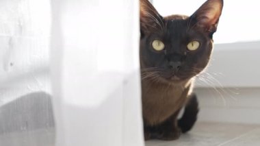 Kedi kameraya bakıyor. Kedi oturma odasında yerde oturuyor.