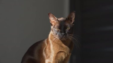 Dışarıya bakarak yere uzanan kedi. Evde dinlenen evcil kediyi kapat.
