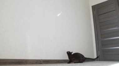 Kedi güneş ışığıyla oynuyor. Kahverengi kedi evde güneşin yansımasıyla oynuyor.