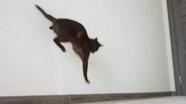 Kedi evin içine atladı. Güneşin duvardaki yansımasını kovalayan komik kedi.