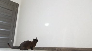 Kedi evde oynuyor. Evde enerjik kahverengi kedi oynuyor.