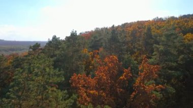Güzel sonbahar doğa manzarası. Sonbahar ormanlarının inanılmaz hava aracı doğa görüntüleri.