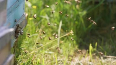 Arılar arı kovanının yanında uçuyor. Bahar tarlasında arı kovanında uçuşan arılar