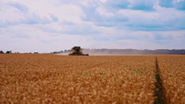 Сучасний Комбайн Збирає Пшеницю Вид Сільськогосподарського Пшеничного Поля Під Час — стокове відео