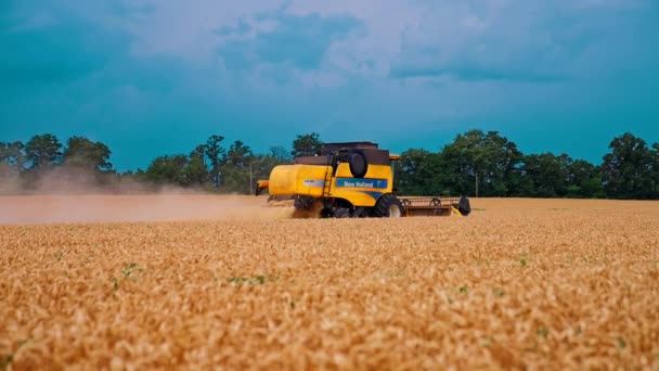 コンバインハーベスターは小麦作物を集める 小麦畑で作業する産業用コンバイン機 — ストック動画