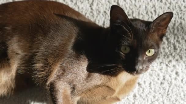 Rozkošná Hnědá Kočka Uvnitř Kočka Leží Koberci Domě — Stock video