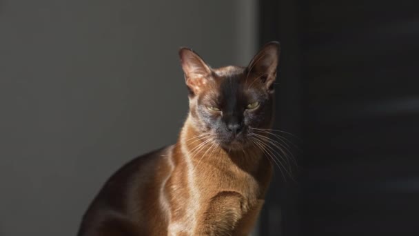 Kočka Leží Dívá Ven Detailní Záběr Kočky Odpočívající Domě — Stock video