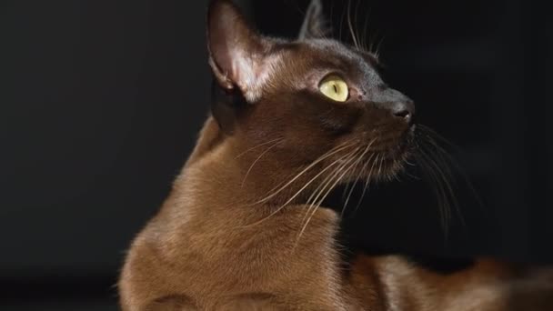 Roztomilá Zvědavá Kočka Uvnitř Krásná Hnědá Kočka Leží Podlaze Domě — Stock video