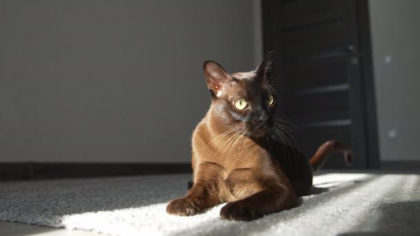 有趣的宠物躺在家里 一只棕色的猫躺在家里的地板上 — 图库视频影像