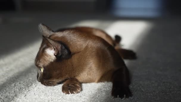 Γάτα Στο Σαλόνι Τεμπέλικη Γάτα Που Αναπαύεται Στο Φως Του — Αρχείο Βίντεο