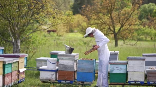 Пчеловоды Работают Пчёлами Счастливый Профессиональный Пчеловод Защитной Шляпе Занят Пасеке — стоковое видео