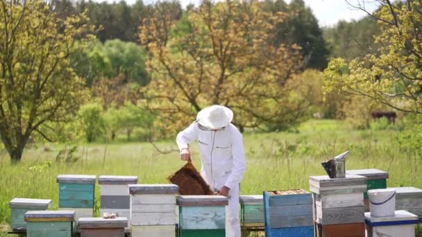 Пчеловод Собирает Мед Саду Мужчина Пчеловод Защитном Костюме Вытаскивает Соты — стоковое видео