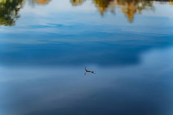 A Majestic Bird Soaring Above a Serene Lake. A bird flying over a body of water