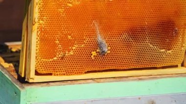 Doğa arasındaki bir arı çiftliğinde Apiculturist. Arı yetiştiricisi arılarla dolu çerçeveyi çıkarıyor ve teftiş ediyor. Yazın arılarla ilgilenen deneyimli bir arıcı..