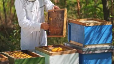 Arı yetiştiricisi arılarla ilgilenir. Doğada arı kovanları. Arı efendisi ahşap kapaktan balmumu alıyor. Apiculture kavramı.