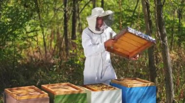 Ormandaki Apiary. Koruyucu takım elbiseli arı yetiştiricisi ve güzel yeşil doğa arasında incelenen kovanlar. Arı kovanının yanında çalışan erkek arıcı..