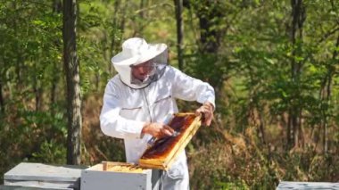 Ormandaki Apiary. Erkek arı yetiştiricisi arı kovanlarını inceliyor. Koruyucu şapkalı ve üniformalı Apiculturist yaz doğasında çalışıyor..