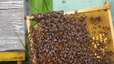 Arı ailesi ahşap çerçeve üzerinde çalışıyor. Bal arıları çerçeveye bal peteği sürükler. Arıcılık işlemi. Yakın plan..
