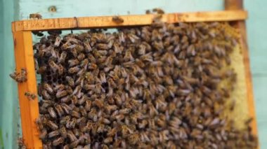 Çerçevede çok arı var. Bal arıları bal peteğinde sürünüyor. Arılarla uğraşan böcekler. Arı kolonisi. Yakın plan..