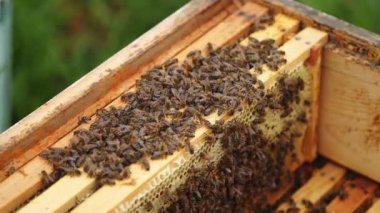 Kovanda çalışmakla meşgul arılar. İçeride tahta arı kovanı var. Bir sürü bal arısı karelerin üzerinde sürünüyor ve organik bal paketliyor. Yakın plan..