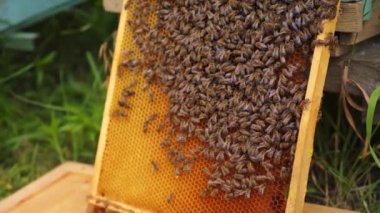 Çerçevede sürünen bal böcekleri. Arılar organik bal paketlemekle meşguller. Bal üretimi.