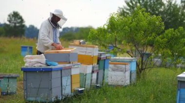 Arıcı yaz mevsiminde kovanları denetliyor. Arı çiftliğinde çalışan deneyimli bir arıcı. Güzel yeşil doğanın arasında..