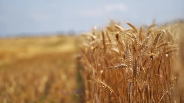 Сельская Местность Сельскохозяйственных Растений Спелые Колоски Пшеницы Раскачивающиеся Ветром Поле — стоковое видео