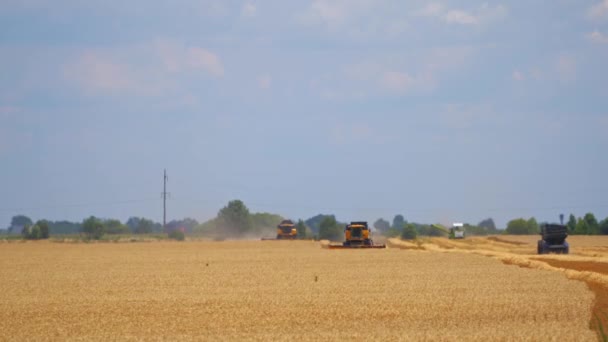 Agricultural Works Harvest Combine Harvesters Working Golden Field Blue Sky — Stock Video