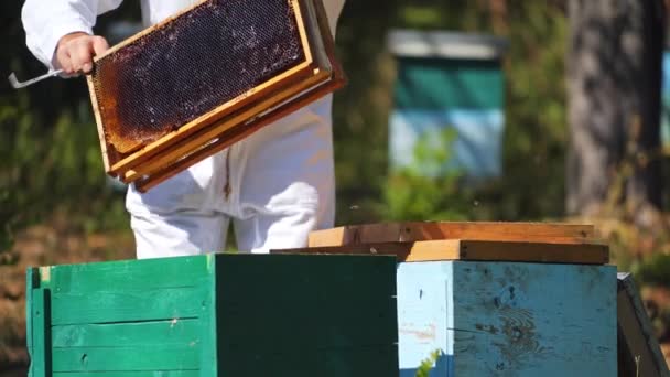 Μελισσοκόμος Που Δουλεύει Στο Μελισσοκομείο Μελισσοκόμος Βάζει Λίγα Πλαίσια Στην — Αρχείο Βίντεο