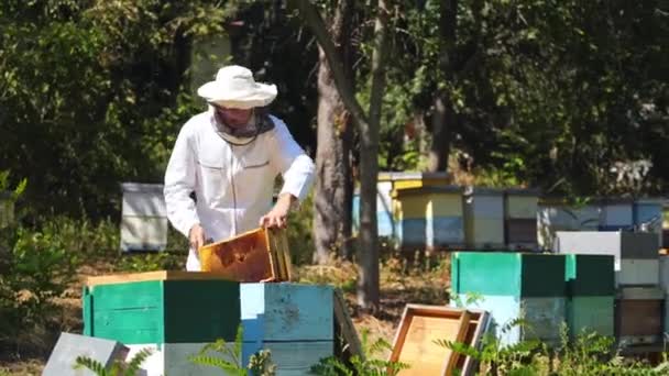 Szakmai Méhész Méhészetben Nyáron Férfi Méhész Különleges Öltönyben Kalapban Méhkaptárak — Stock videók
