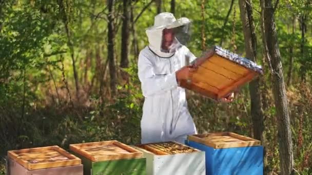 Απιάρι Στο Δάσος Μελισσοκόμος Προστατευτική Στολή Και Καπέλο Εξέταση Κυψέλες — Αρχείο Βίντεο