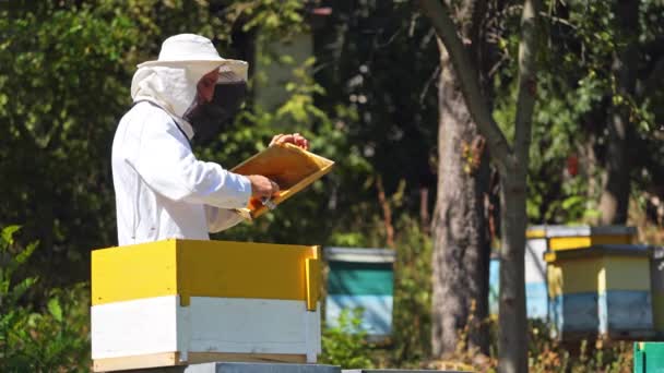ハチミツ付近のアポカリズム 保護帽子と明るい夏の日にミツバチガーデンで働くスーツの男性の養蜂家 エスティストはスクラブでフレームを準備します — ストック動画