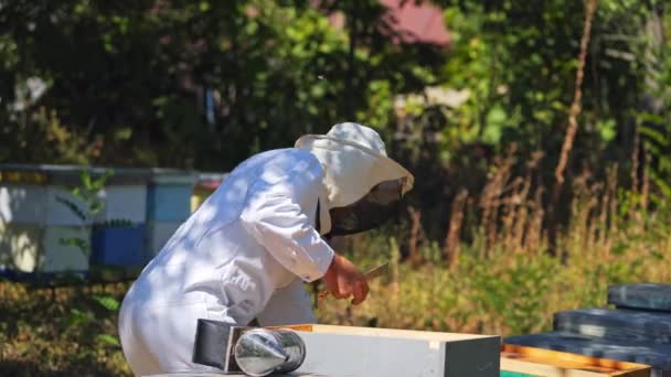 Apiarist Masculino Uma Fazenda Abelhas Apicultor Terno Protetor Branco Trabalhando — Vídeo de Stock