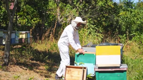 꿀벌에 경험이 풍부한 아피아리스트 숲에서 벌집의 프로필 여름에 정원에서 유니폼에 — 비디오