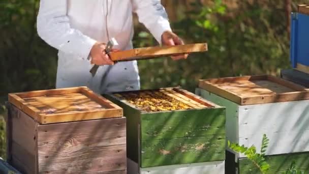 Ξύλινα Μελίσσια Απιαρίστας Λευκό Κοστούμι Φροντίζει Τις Μέλισσες Κυψέλες Καλοκαίρι — Αρχείο Βίντεο
