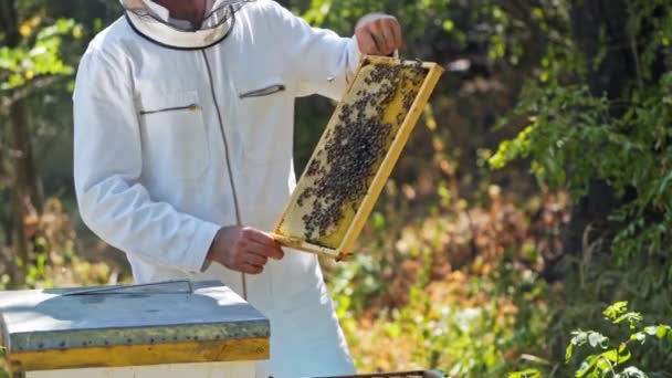 Méhekkel Teli Keret Méhész Kezében Apiarista Fehér Védőruhában Mutatja Méhek — Stock videók