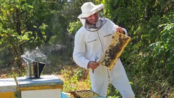 Méhmester Megvizsgálja Méhsejteket Méhész Fehér Védő Egyenruha Holding Keret Méhek — Stock videók