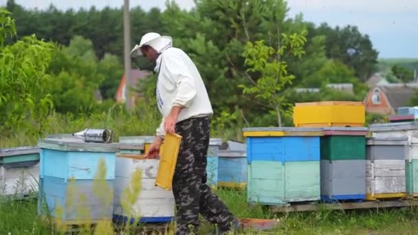 养蜂人把新的框架放进蜂箱 阳光明媚的夏日 在乡间木制蜂窝附近工作的男性养蜂人 — 图库视频影像