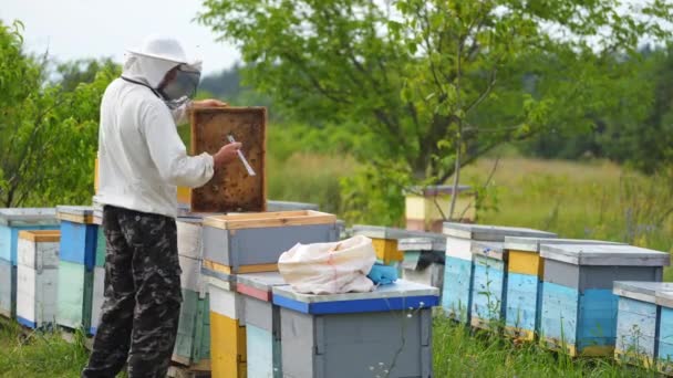 Bikupa Bland Grön Natur Professionell Biolog Skyddande Hatt Undersöker Bikupor — Stockvideo