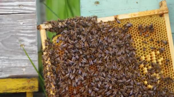 蜜蜂一家在木架上干活 蜜蜂带着蜂窝爬上框架 养蜂过程 后续行动 — 图库视频影像