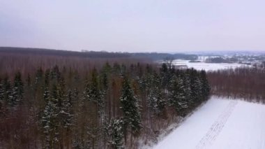 Kışın sakin doğa. Karlı havada orman. Kışın yeşil kozalaklı ağaçlar ve kahverengi orman ağaçları. Gökyüzünden beyaz kar yağıyor. Hava görünümü.