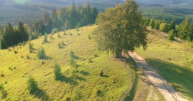 Dağlarda yeşil bir manzara. Gün ışığında tepede müzisyen. Güzel doğanın arasında çello çalan kadın. Kamera aşağı iniyor.